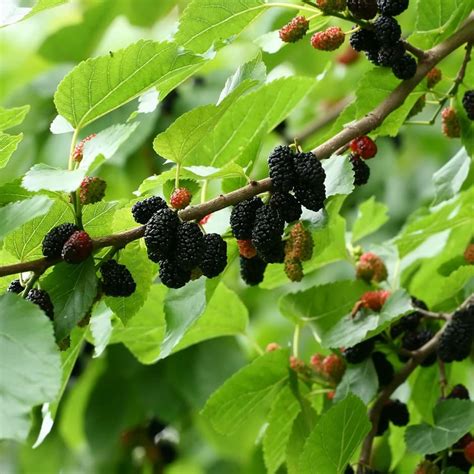 dwarf black mulberry tree.